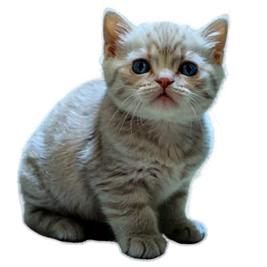 Cute Cat PNG Gxl