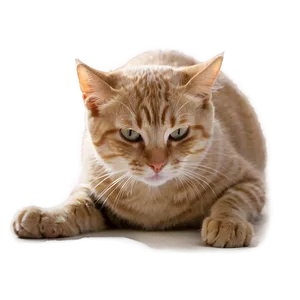 Cute Cat Pose PNG Kyd34