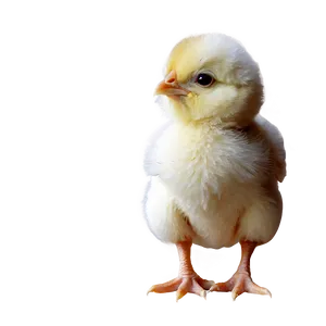 Cute Chick PNG 05242024