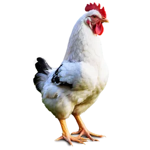 Cute Chicken Png 76 PNG image
