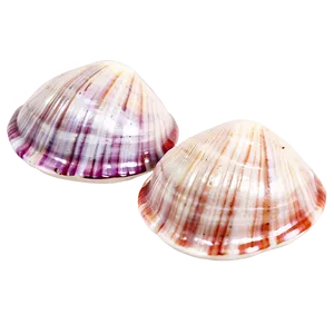 Cute Clam Shell PNG 56
