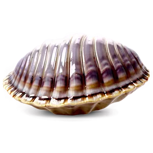Cute Clam Shell PNG Wix56 PNG