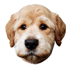 Cute Dog Head Clipart Png 06212024 PNG image