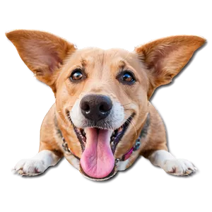 Cute Dog Snout Png 53 PNG image