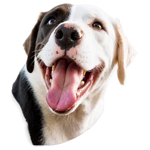 Cute Dog Snout Png 61 PNG image