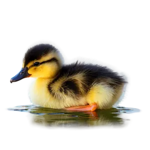 Cute Duckling PNG 06202024 PNG