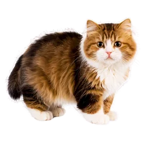Cute Fluffy Cat PNG 05032024
