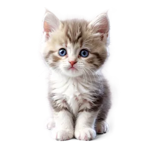 Cute Fluffy Kitten PNG 79