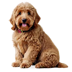 Cute Goldendoodle Dog PNG 06262024 PNG