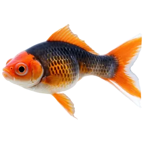 Cute Goldfish PNG 05212024