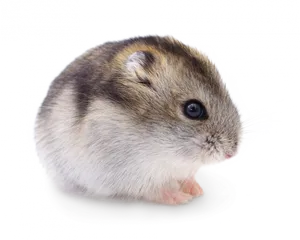 Cute Hamster Side View PNG image