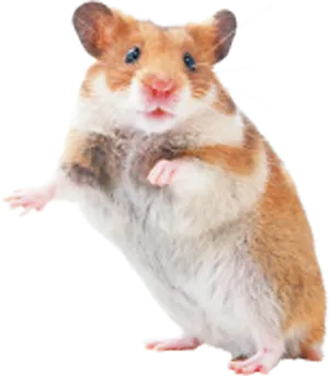 Cute Hamster Standing PNG image