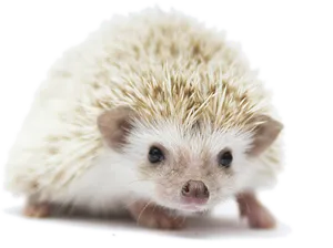 Cute Hedgehog Portrait PNG image