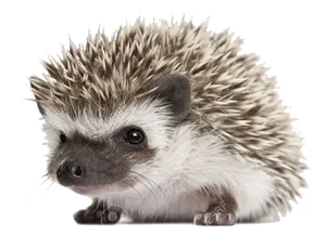 Cute Hedgehog Portrait PNG image