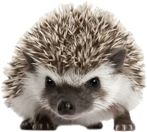 Cute Hedgehog Portrait PNG image