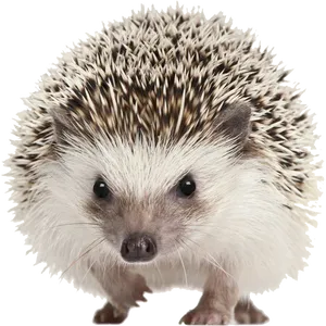 Cute Hedgehog Portrait PNG image