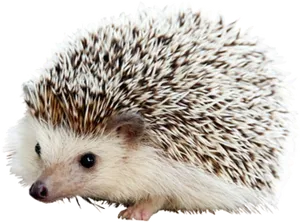 Cute Hedgehog Portrait PNG image