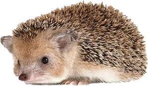 Cute Hedgehog Profile PNG image