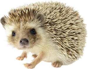 Cute Hedgehog Standing PNG image