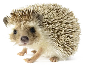 Cute Hedgehog Transparent Background PNG image