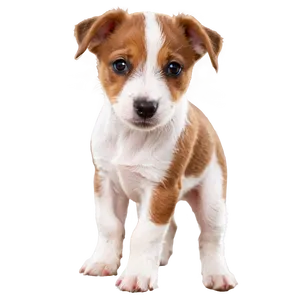 Cute Jack Russell Puppy Png 06292024 PNG image