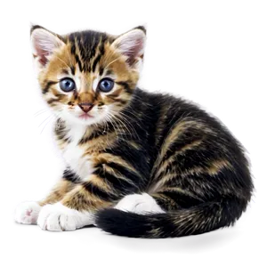 Cute Kitten Png Sqs PNG image