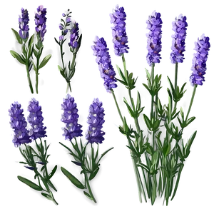 Cute Lavender Flowers PNG Qxg PNG