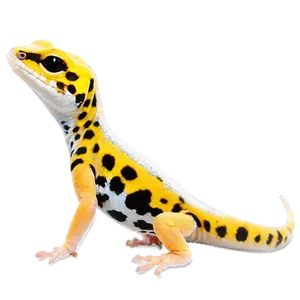 Cute Leopard Gecko Png 06202024 PNG image