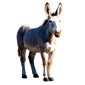 Cute Mule Clipart Png 06292024 PNG image