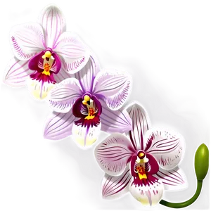 Cute Orchid Flowers PNG 06292024 PNG