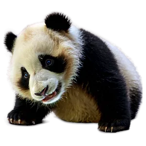Cute Panda Cub PNG 33