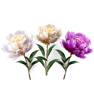 Cute Peony Flowers PNG Fte PNG
