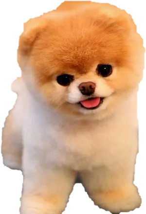 Cute Pomeranian Dog Boo PNG image