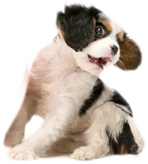 Cute Puppy Looking Back PNG image