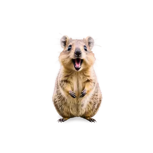 Cute Quokka Smile Png 06242024 PNG image