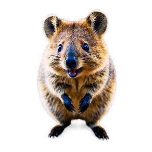 Cute Quokka Smile PNG 06242024