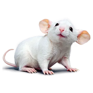 Cute Rat With Teddy Bear Png 32 PNG image