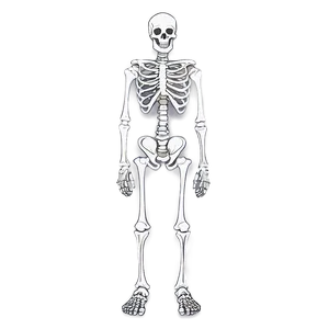 Cute Skeleton Character Png 52 PNG image