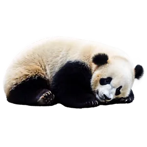 Cute Sleeping Panda Png 05232024 PNG image