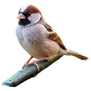 Cute Sparrow Bird PNG Phb38