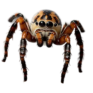 Cute Spider Png 05042024 PNG image