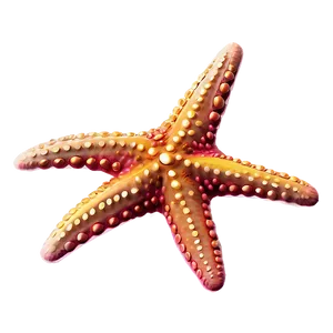 Cute Starfish Graphic PNG Chq