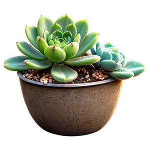 Cute Succulent Png Sia PNG image