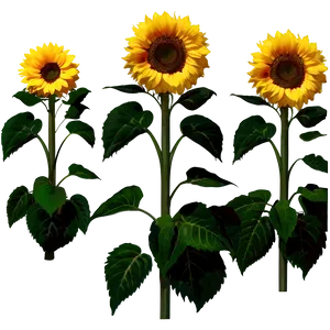 Cute Sunflower PNG Cvx31 PNG