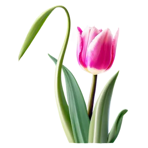 Cute Tulip Flowers PNG 16