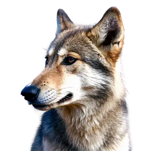 Cute Wolf Pup Face PNG Qij39 PNG