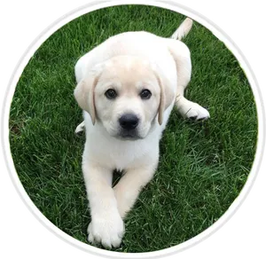 Cute Yellow Labrador Puppy Grass PNG image