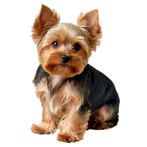 Cute Yorkie PNG Sty68 PNG