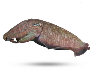 Cuttlefish Side View Isolated PNG image