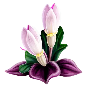 Cyclamen Flower Drawing PNG 05252024 PNG
